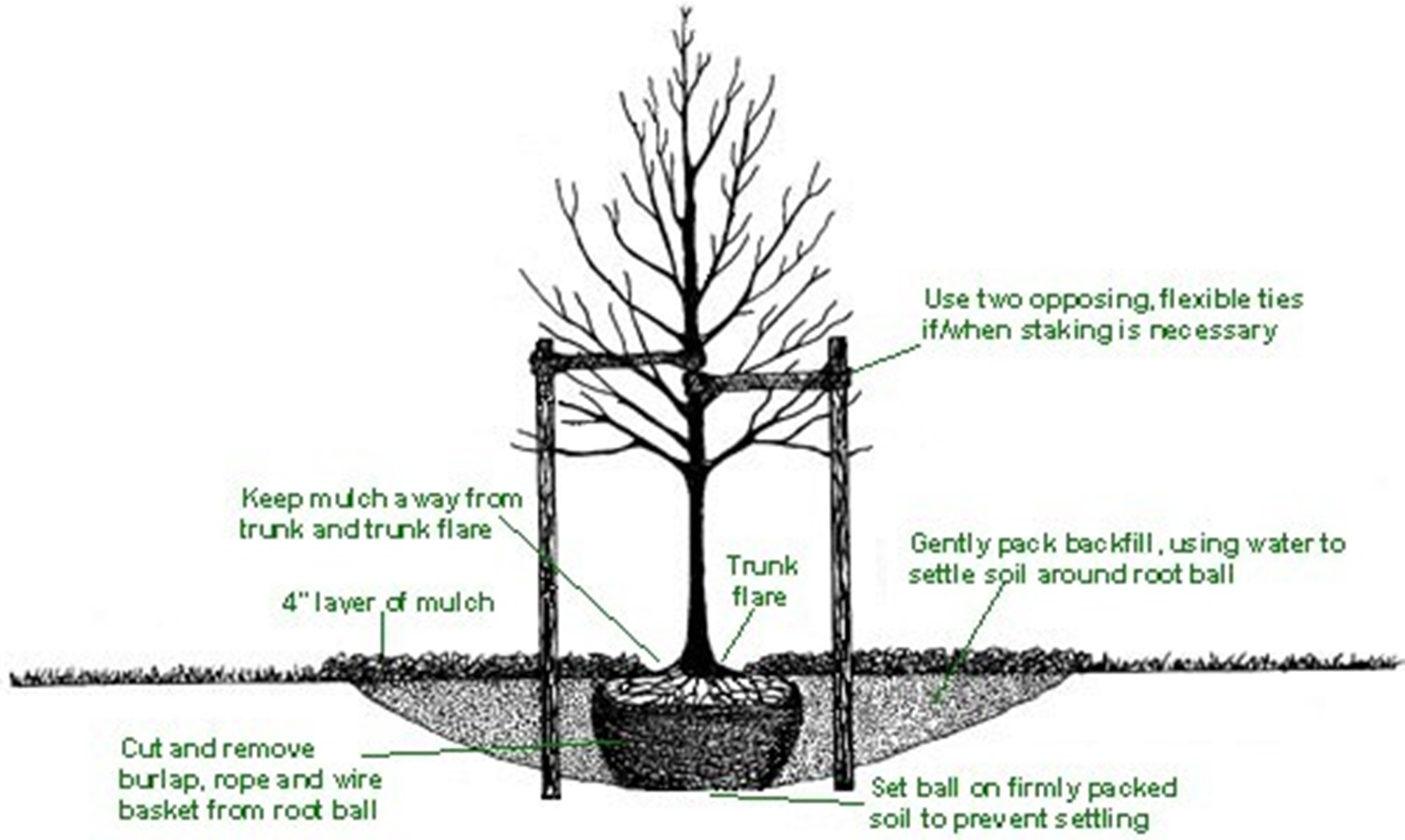 Illustration for Planting New Plants with Success